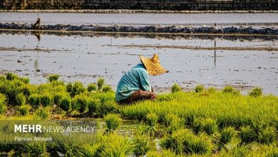 سازمان استاندارد مسئول پایش سموم کشاورزی نیست
